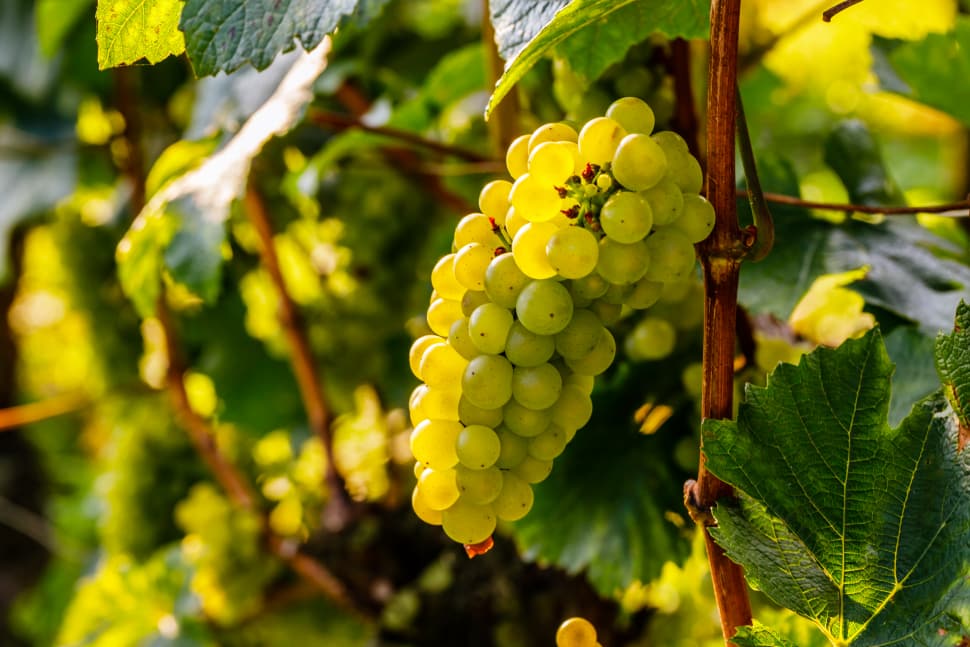 chardonnay grapes 