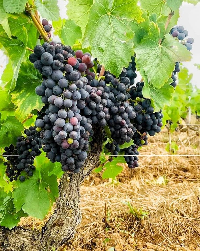 pinot noir wine grapes