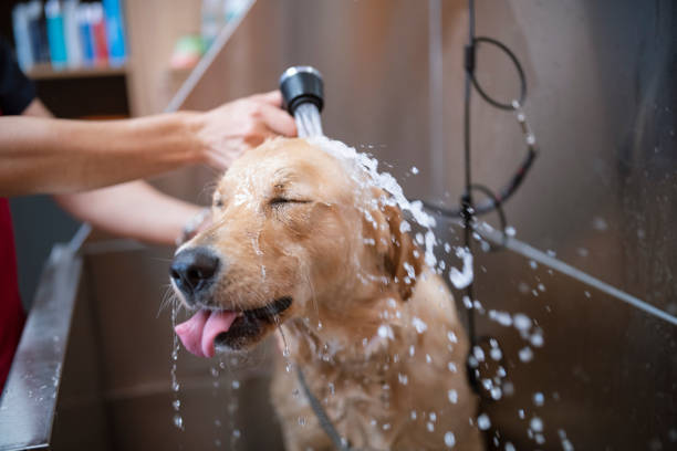 Tips on How to Groom a Dog At Home