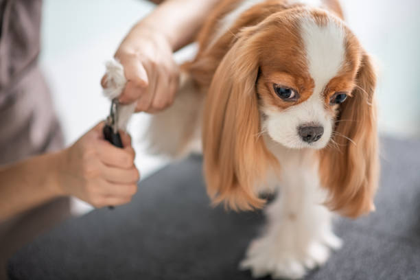 Tips on How to Groom a Dog At Home