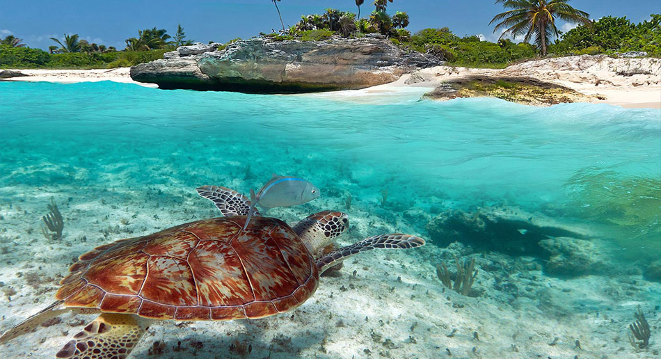 Best Places To Travel To In 2023: Luxurious Destinations Akumal Turtle Beach Riviera Maya 